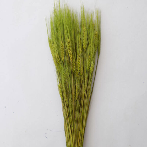 Grâu cu spic- Verde oliv