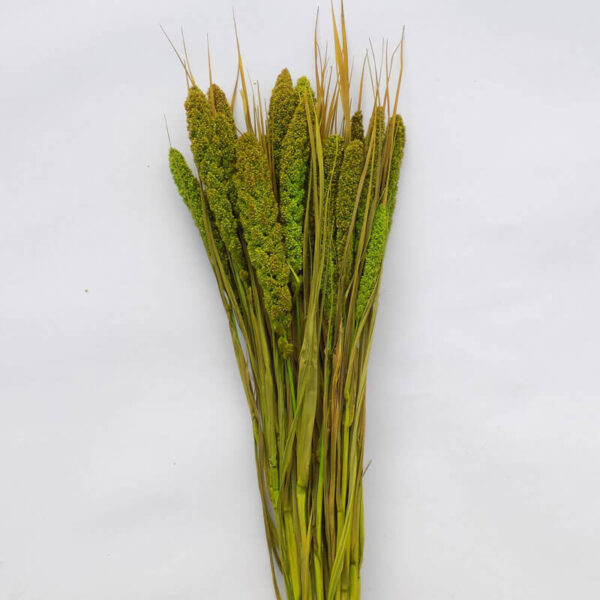 Ciumiza -verde oliv