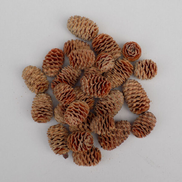 Meridianum , (natur)