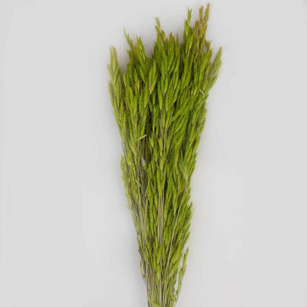 Ovăz sălbatic - verde fistic