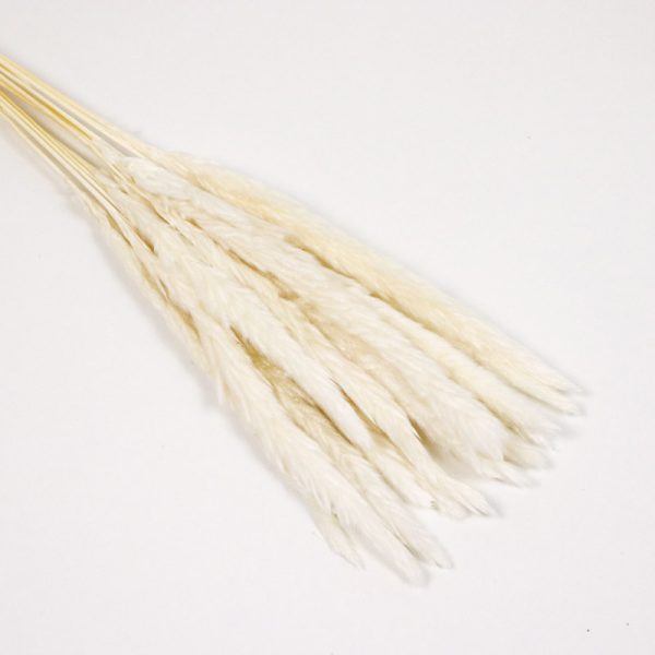 Pampas uscat - Albit (15/SET)