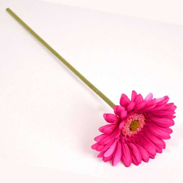 Fir gerbera - ȚICLAM