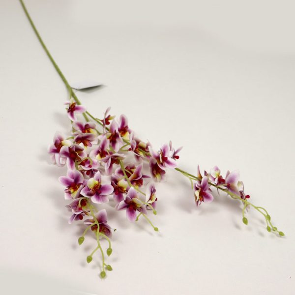 Cymbidium mini cu 3 crenguțe - Alb/Mov