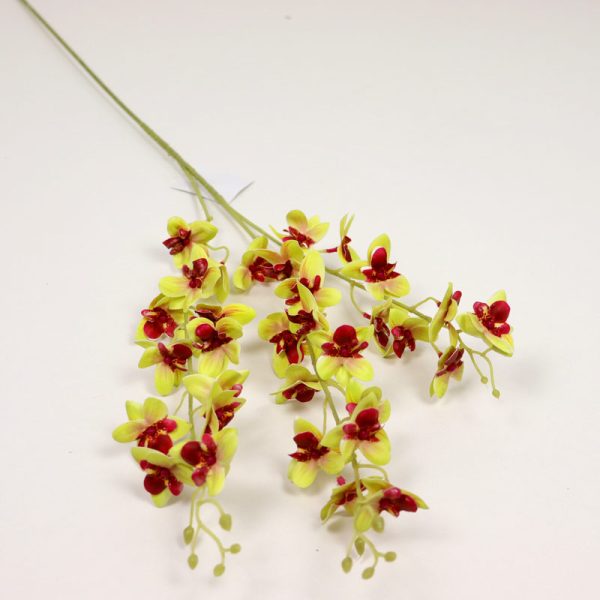 Cymbidium mini cu 3 crenguțe - Verde/Bordo