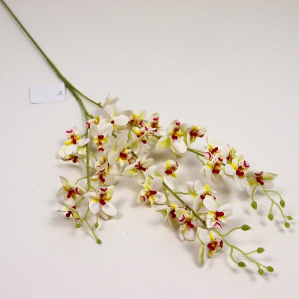 Cymbidium mini cu 3 crenguțe - Alb/Bordo