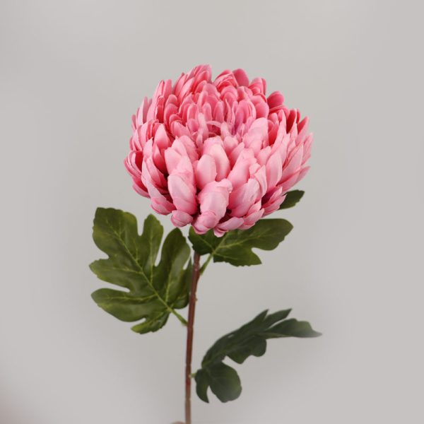 Fir Crizantemă (75cm) - ROZ