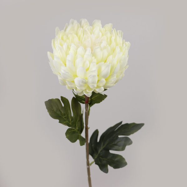 Fir Crizantemă (75cm) - CREM