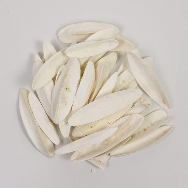 Tangle wing  - ALBIT