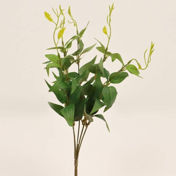 Eucalipt cu frunze lungi - Verde