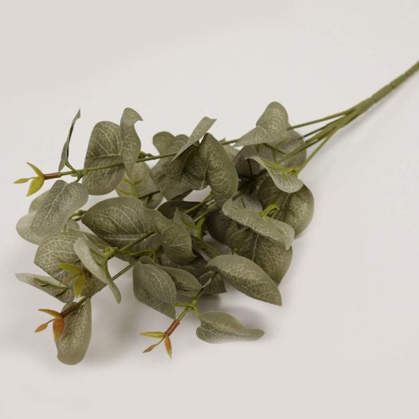 Eucalipt cu frunze rotunde - VERDE