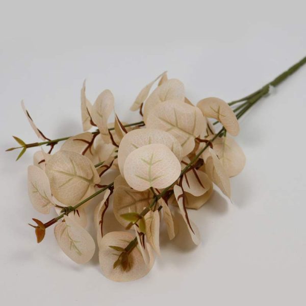 Eucalipt cu frunze rotunde - CREM ÎNCHIS