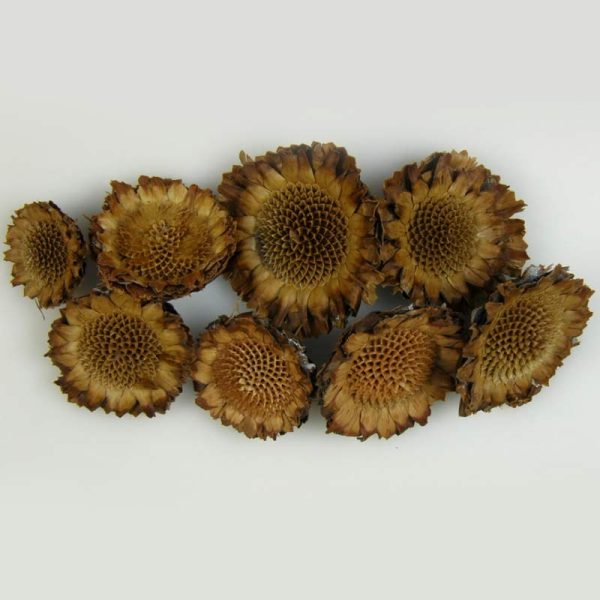 Capete Protea margareta- Natur
