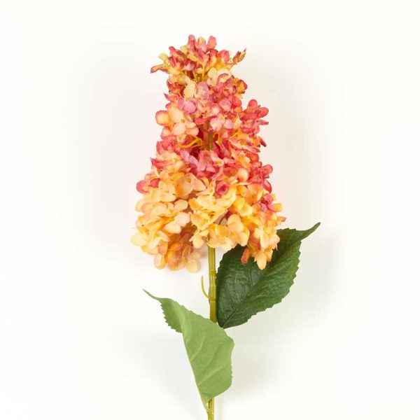 Fir Hortensie Paniculata 80cm-Flame