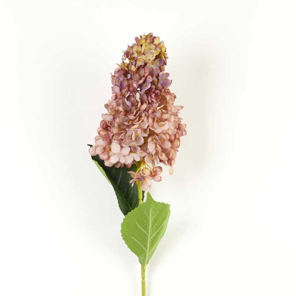 Fir Hortensie Paniculata 80cm-Mov degrade