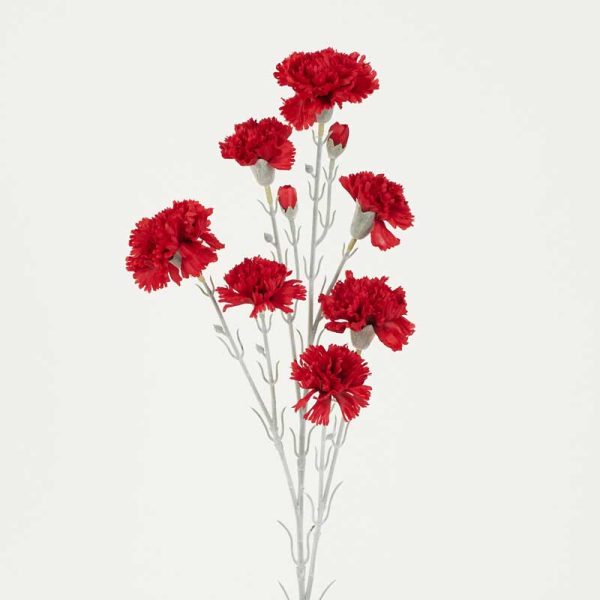 Fir Garoafă  - ROȘU