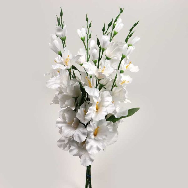 Gladiole - ALB (6 fire/set)