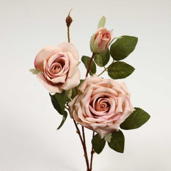 Fir trandafir  x2+1  ROZ PUDRĂ