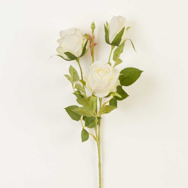 Fir trandafir (Tip Boboci ) x3-Alb