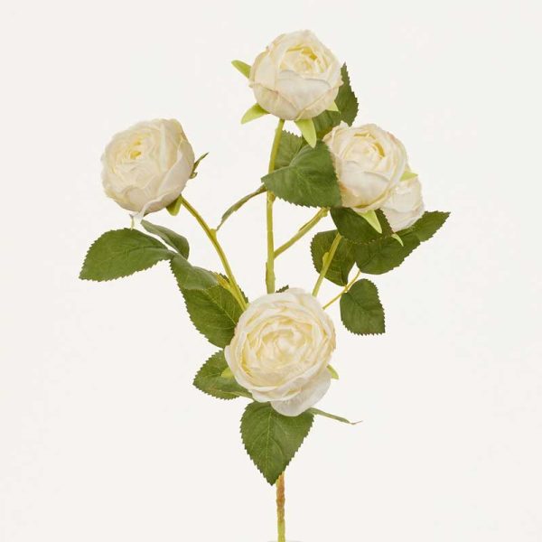 Fir trandafir (Tip Austin) x5-Alb