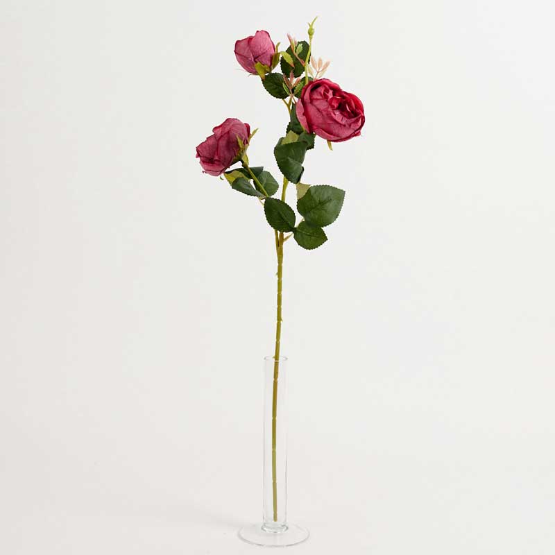 Fir trandafir, ENGLEZESC x3-BORDO - imagine 2