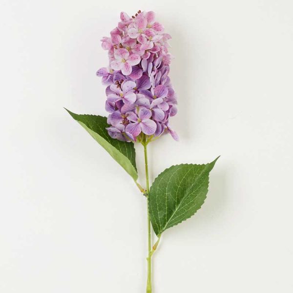 Fir Hortensie Paniculata 60cm-MOV