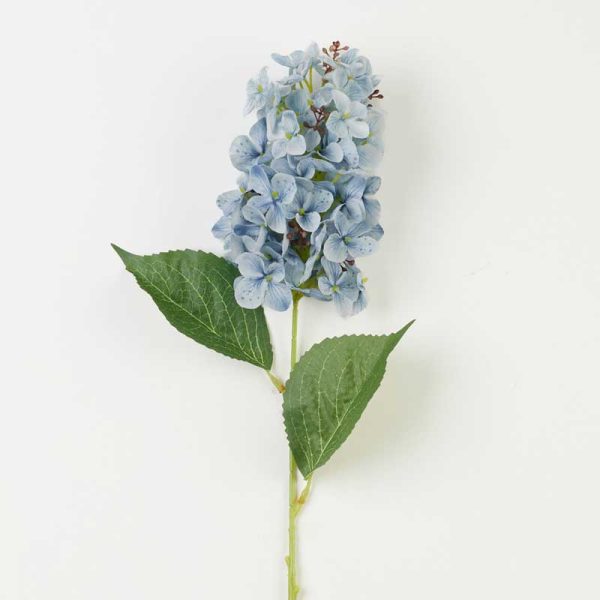 Fir Hortensie Paniculata 60cm-ALBASTRU