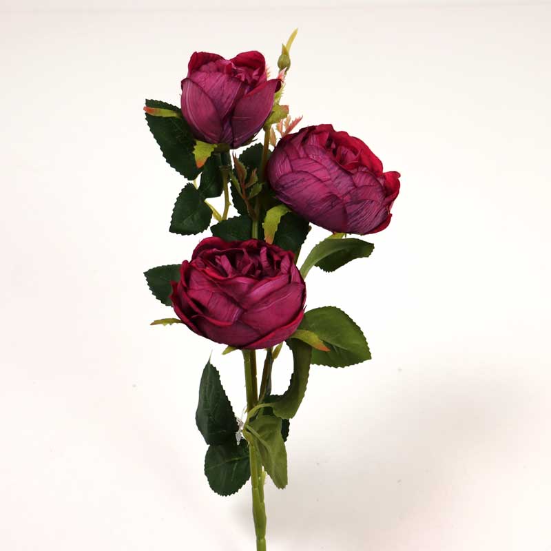 Fir trandafir, ENGLEZESC x3-BORDO