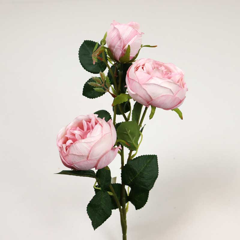 Fir trandafir, ENGLEZESC x3-Roz