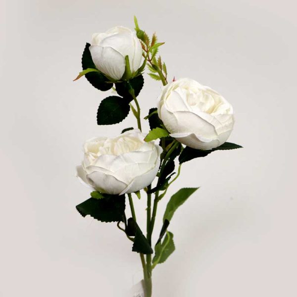 Fir trandafir, ENGLEZESC x3-ALB