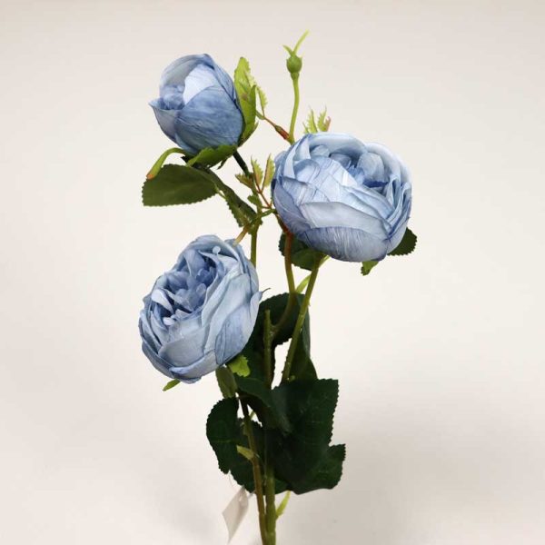 Fir trandafir, ENGLEZESC x3-ALBASTRU