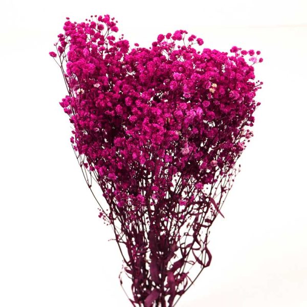 Gypsophila uscat- VIȘINIU